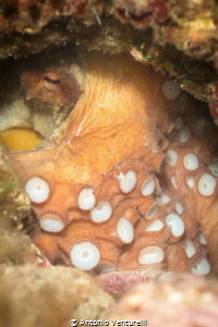 Octopus hidden in a rock, photographed with lens 60 mm by Antonio Venturelli 
